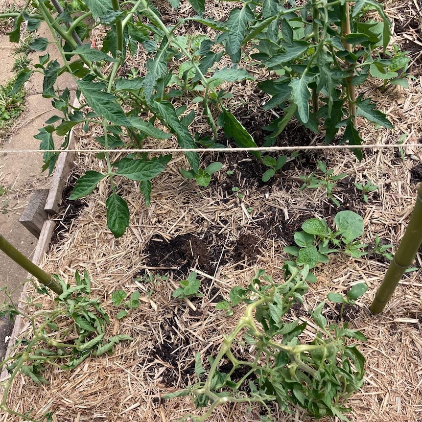 Tomato plants comparison.