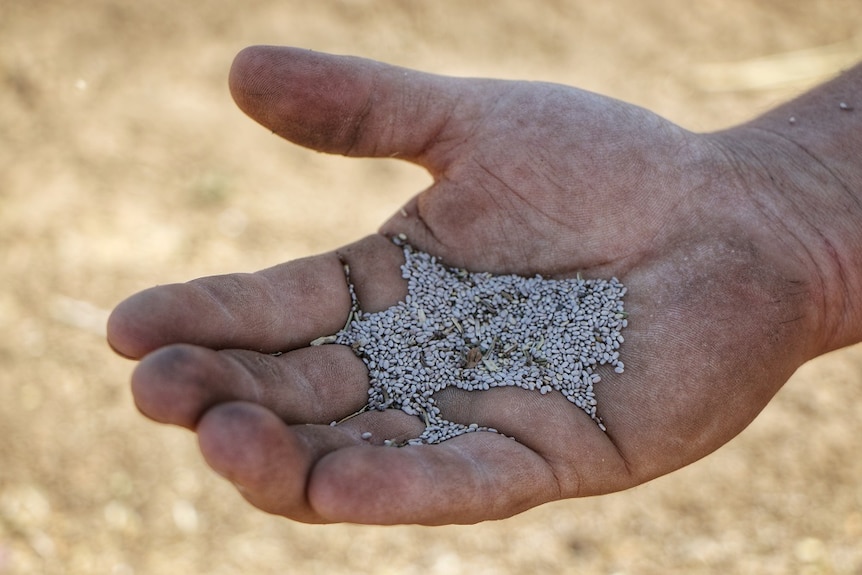 A handful of white chia grain, fresh from KAI's field, in the Goomig area of Ord Stage 2.