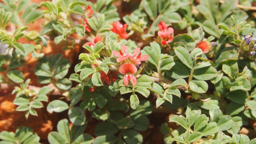 The native plant Indigofera linnaei.