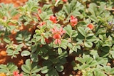 The native plant Indigofera linnaei.