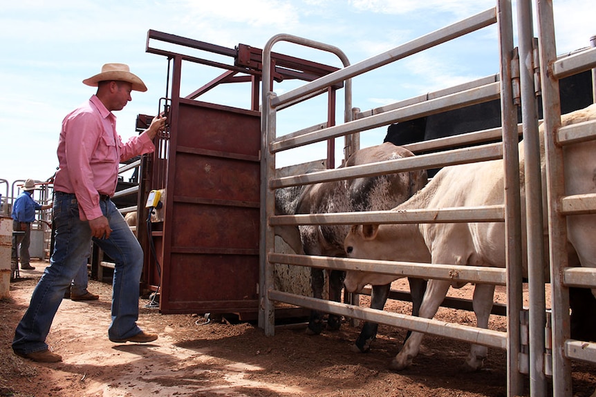 Livestock agent Andy Lockyer closes a gate in the cattle race to stop the next beast getting onto the scales.