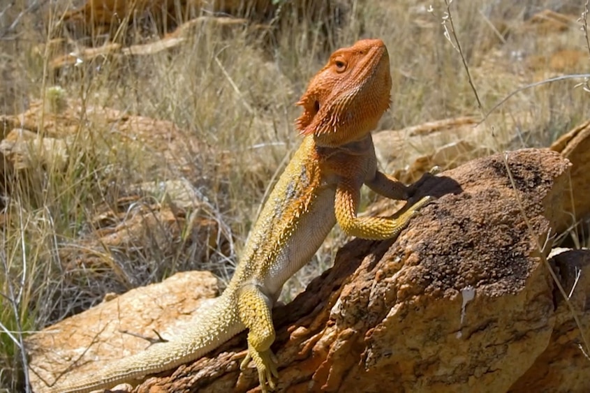 Lizard sunbaking on a rock in a desert landscape.