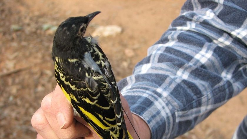 With numbers dwindling, the Hunter's Regent Honeyeater has gone from endangered to critically endangered