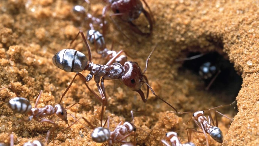 Saharan silver ants