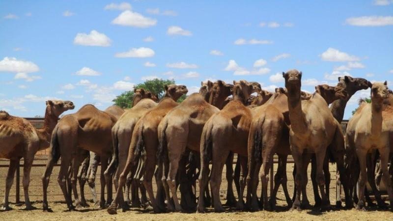 A mob of camels stand in cattle yards.