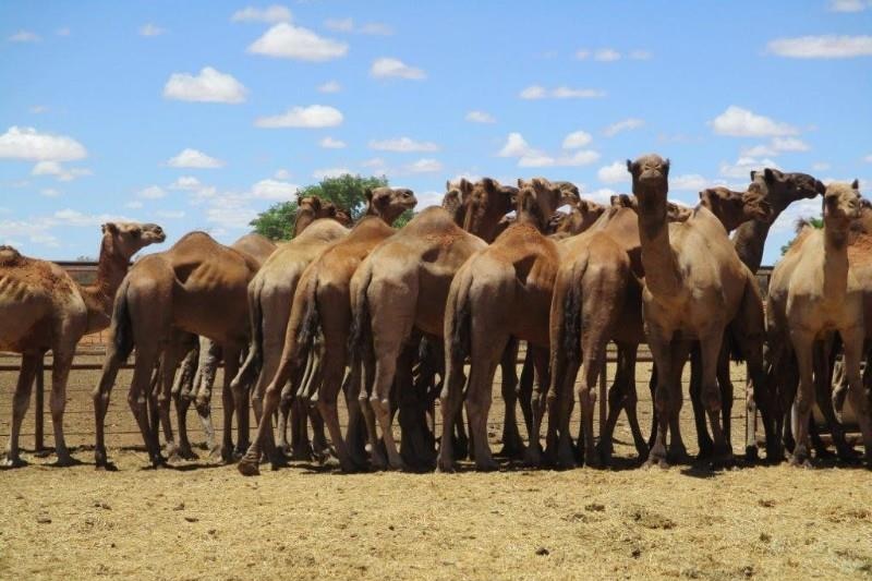 A mob of camels stand in cattle yards.