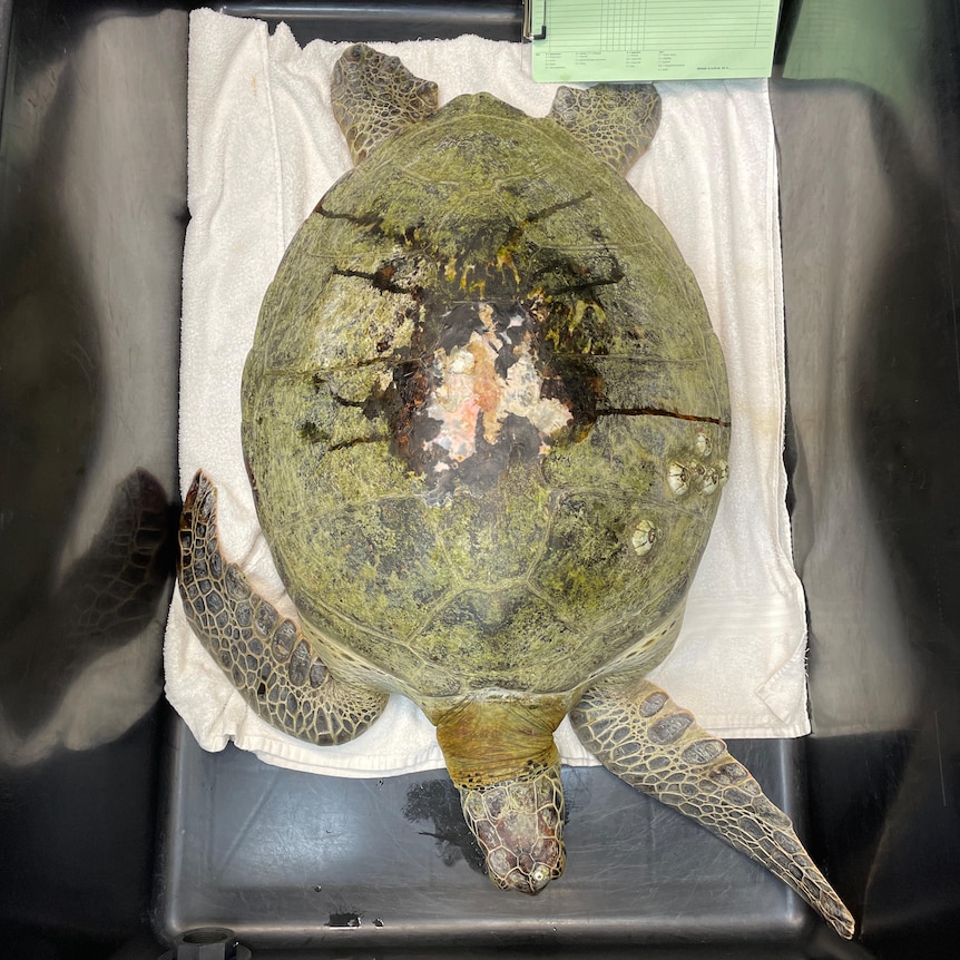 A turtle with a damaged shell sits in a plastic tub