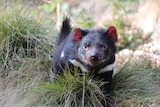 A Tasmanian Devil in the grass at Barrington Tops conservation area.