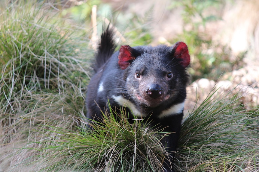 A Tasmanian Devil in the grass at Barrington Tops conservation area.