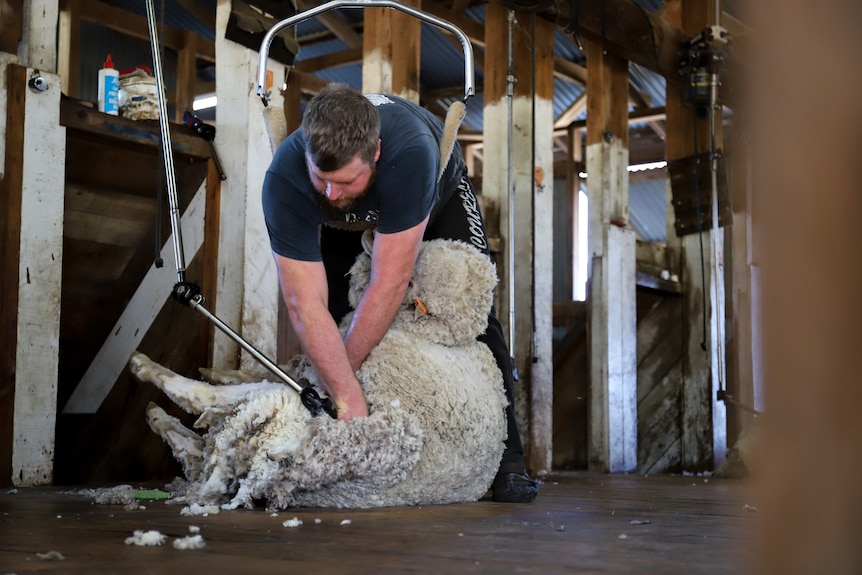 A sheep being shorn.