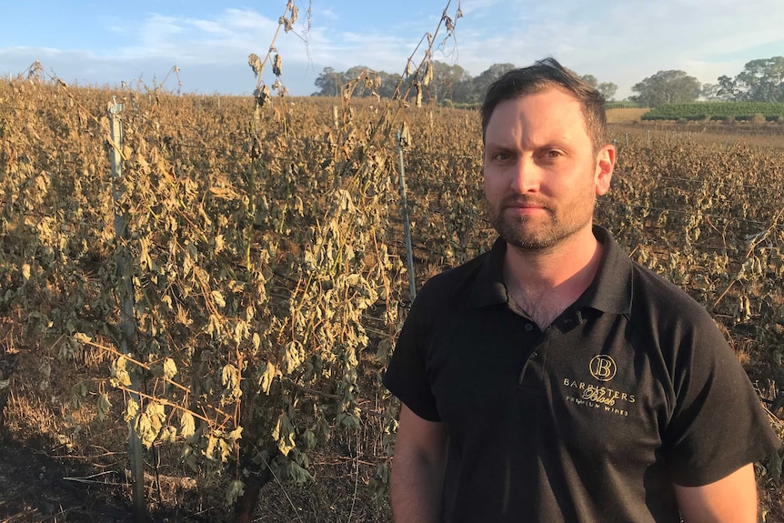 Lachlan Allen from Barristers Block Wines stands in a vinyard.