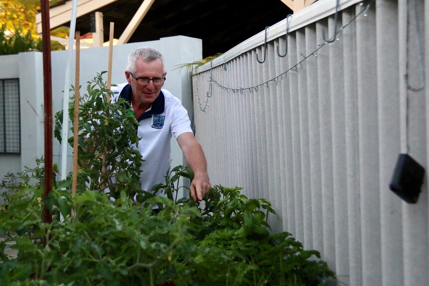 Andy Creighan tends tomato plants in his garden.