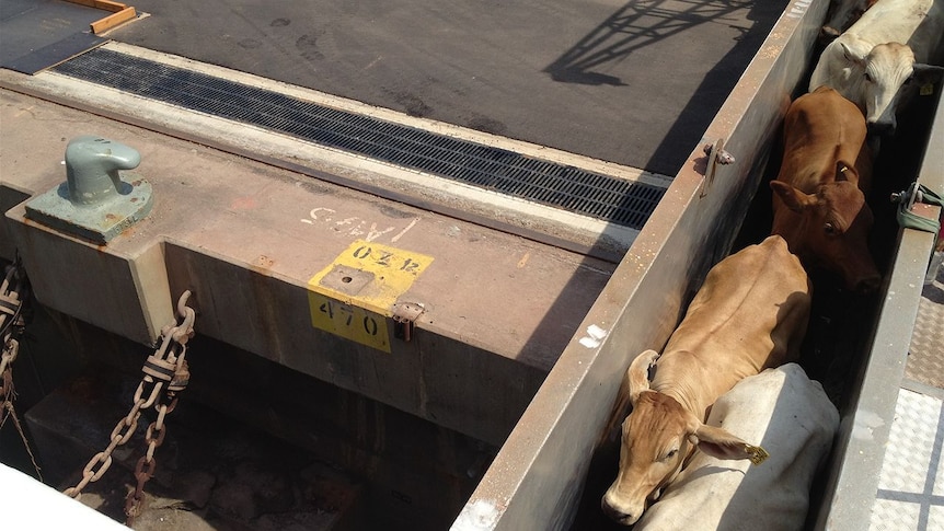 Loading cattle onto the Devon Express