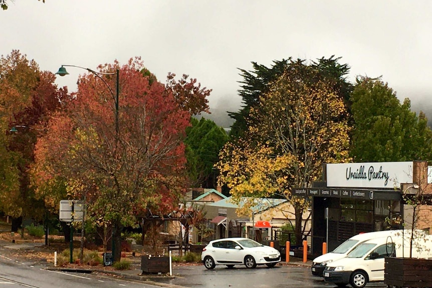 A street scene with autumn trees and fog