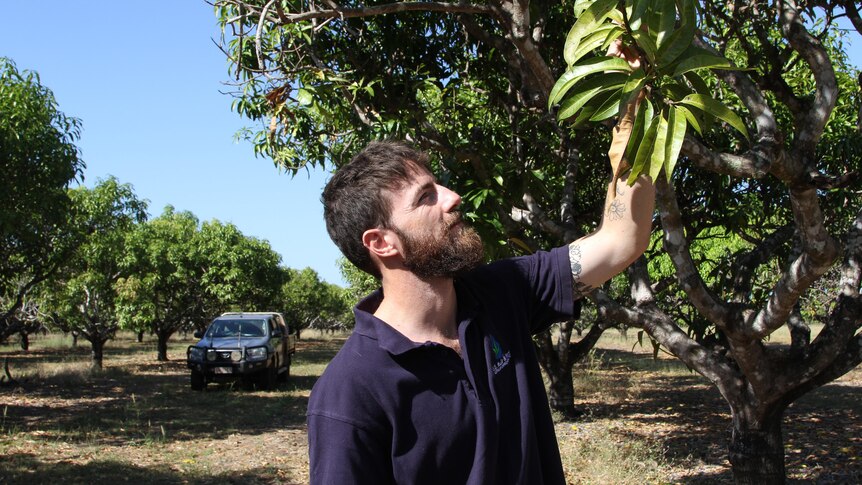 a man in a dark shirt looking at a mango tree.