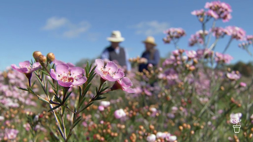 Pink flowers growing in garden with 2 people walking in background