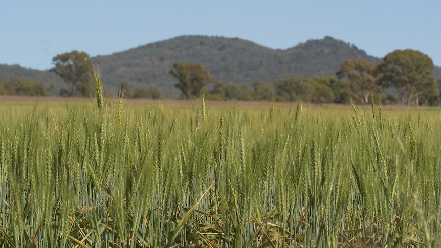 A crop of wheat in front of a mountain