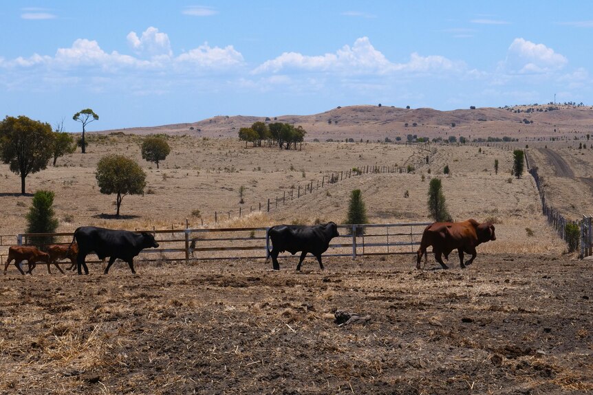 A line of cattle walk out of a barren paddock. The pastures on the other side are brown  an indicator of how dry it is