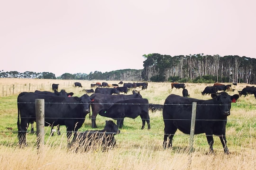 King Island cattle