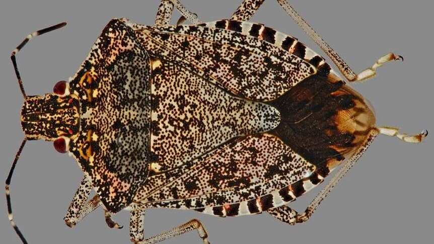 close up of brown stink bug with yellow specks on its back