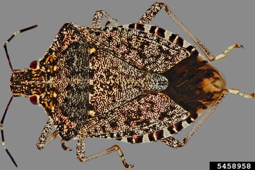 close up of brown stink bug with yellow specks on its back