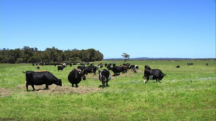 Dairy farm, south west WA