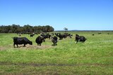 Dairy farm, south west WA