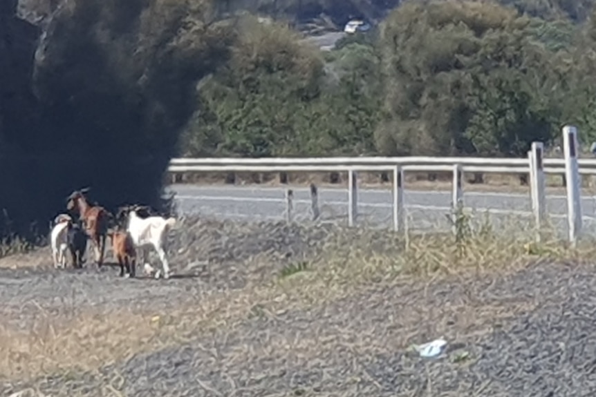 Four goats walking on a roadside verge beside the East Derwent Highway