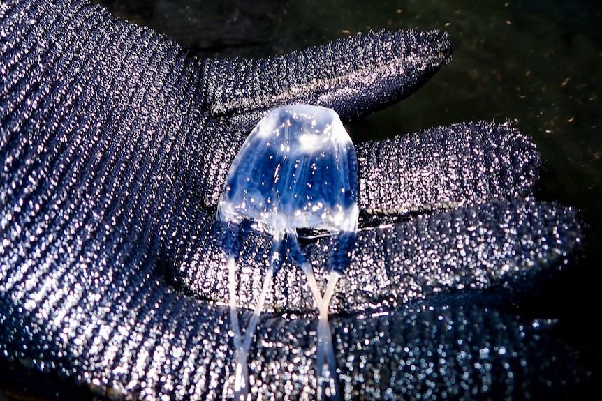 A metal dive glove holds a small jellyfish in its hand in darkness