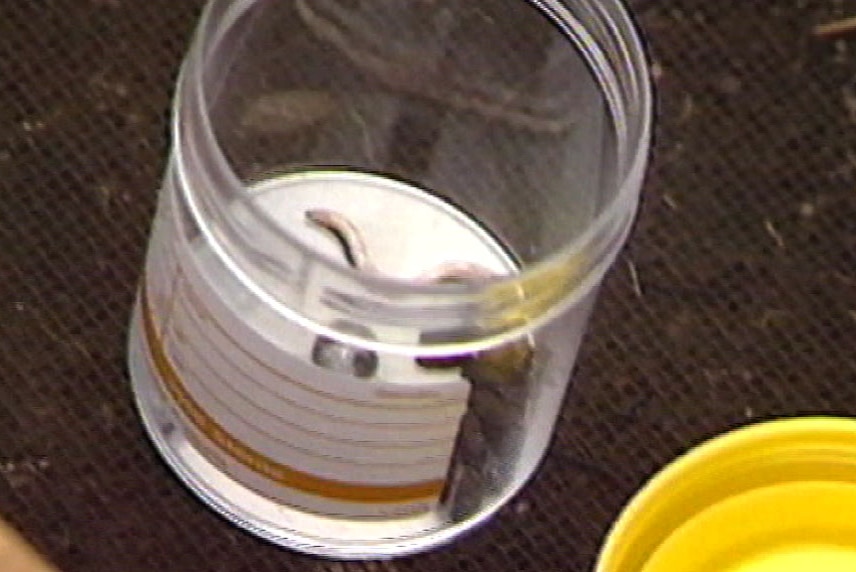 Close-up of an open specimen jar containing material, with yellow lid next to it.
