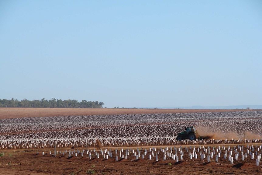 Indian sandalwood plantation in the Douglas Daly