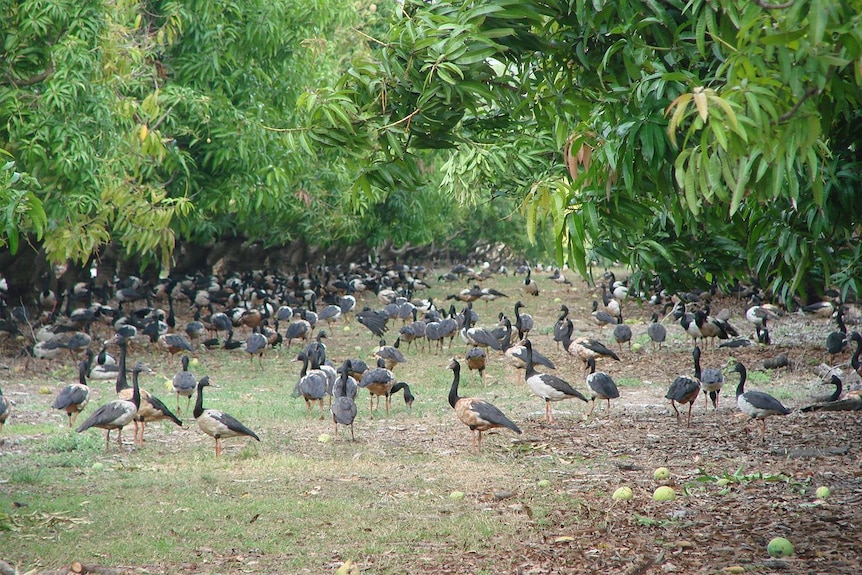 Magpie geese land in a mango plantation.