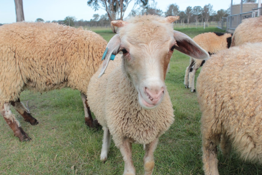 Awassi sheep on a Beaudesert cheese making farm