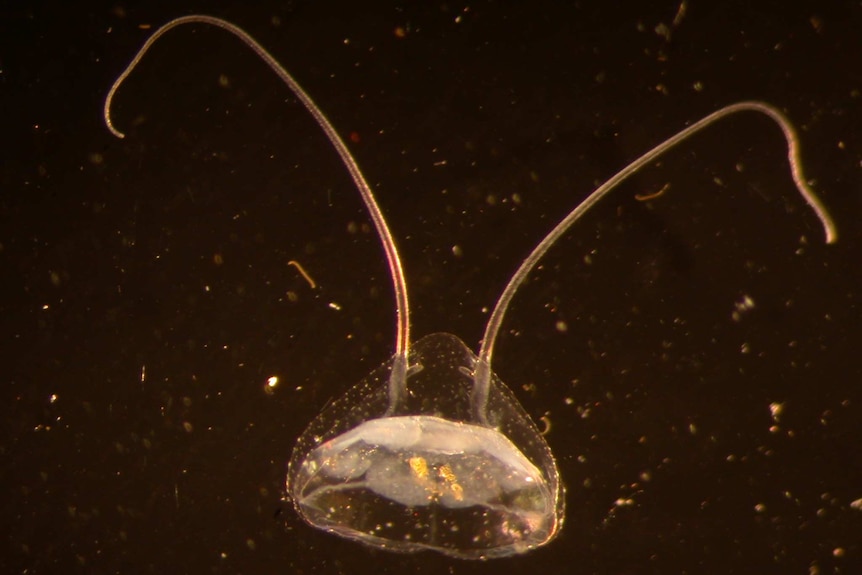 A micro-jellyfish that looks like a bug with antennae