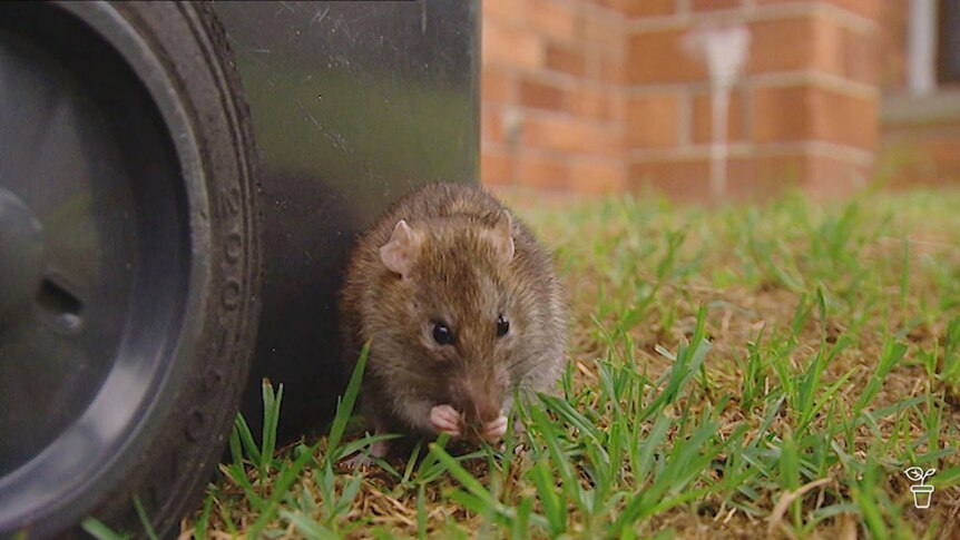 A rat eating next to a wheelie bin.