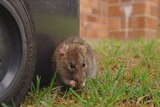 A rat eating next to a wheelie bin.