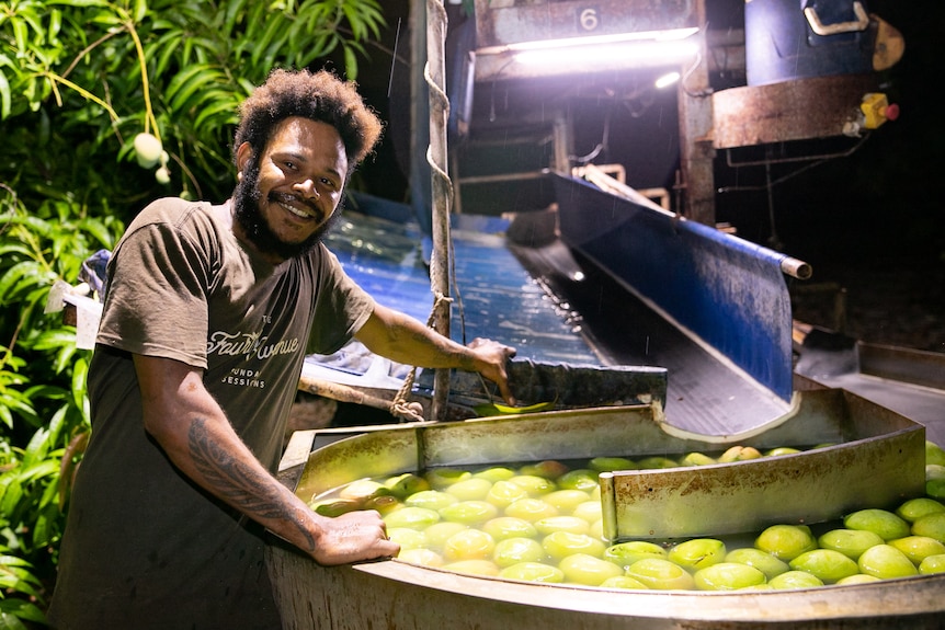 A smiling Melanesian man with Afro hair, brown t-shirt, tatoo on one arm, leans on a tub with mango in water.