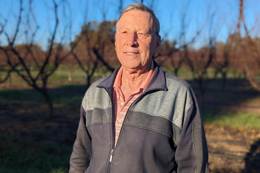 An older white man, Tim Grieger, stands in the morning sun in front of bare apricot trees wearing a grey zip jumper.