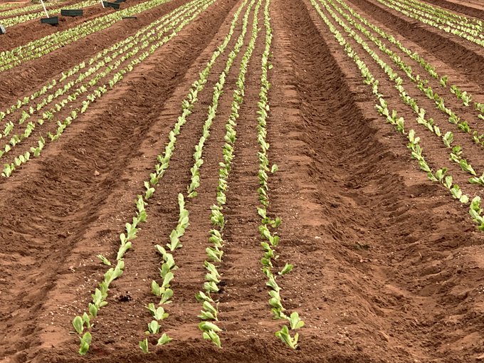 Can Australia futureproof food supply and cut emissions? ABC listen