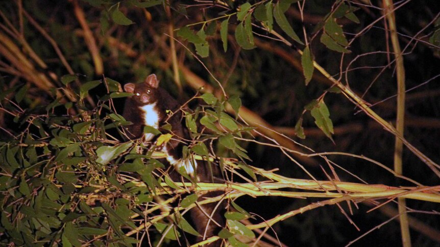 The Goongerah Environment Centre reportedly found 15 protected Greater Glider possums.