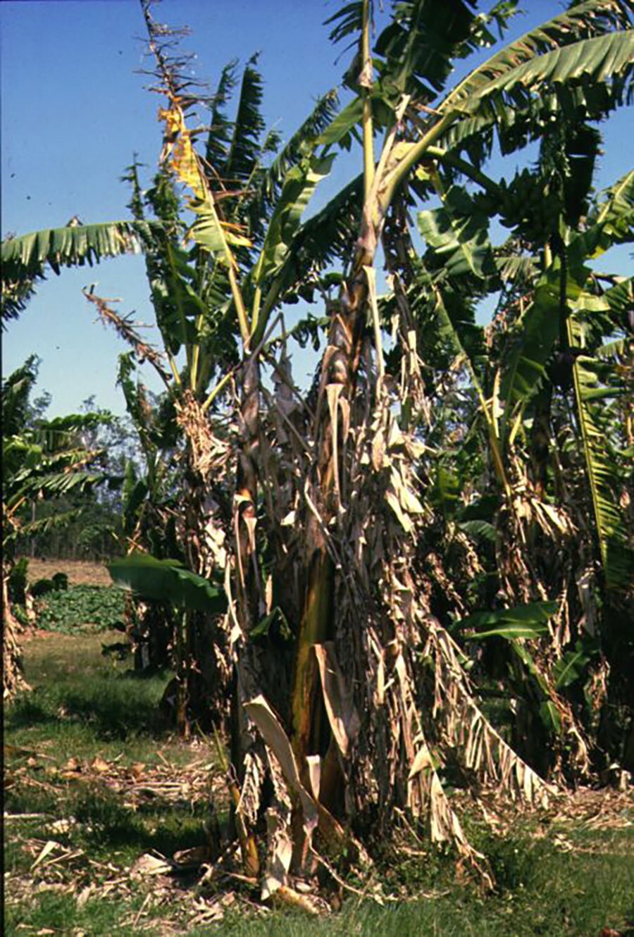 Authorities say banana disease impossible to eradicate in Queensland