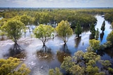 A landscape shot of trees and flooding.
