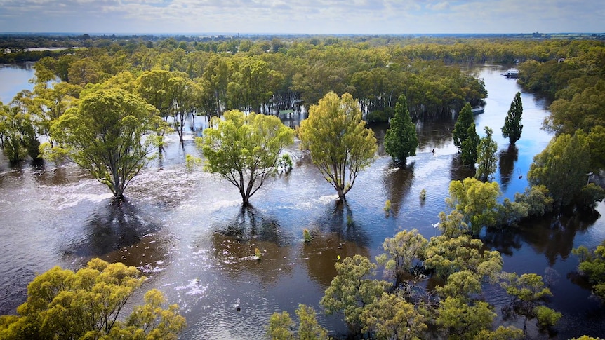 A landscape shot of trees and flooding.