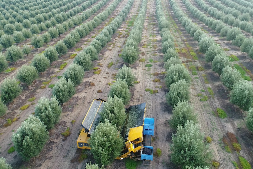 A drone image of hundreds of green leafy olive trees in rows in a grove 