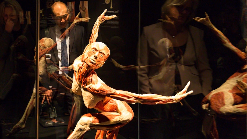 Body Worlds Vital exhibition