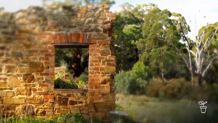 Crumbling remnants of a brick wall in a bush setting