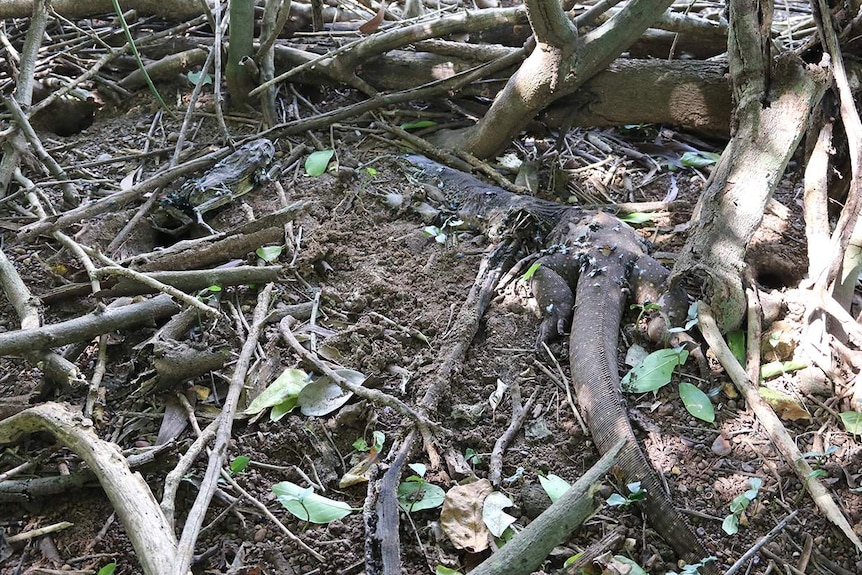 A photo of a dead goanna near a cane toad it presumably tried to eat.