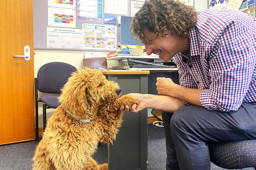 Brown curly haired dog shaking paws with man with curly hair man in check red and blue shirt sitting in a shirt