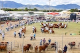 a showground ring with cattle and people with cattleyards in the foreground 