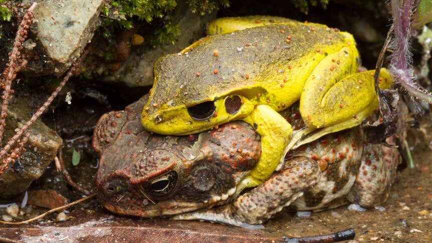 Stony-creek frog and cane toad